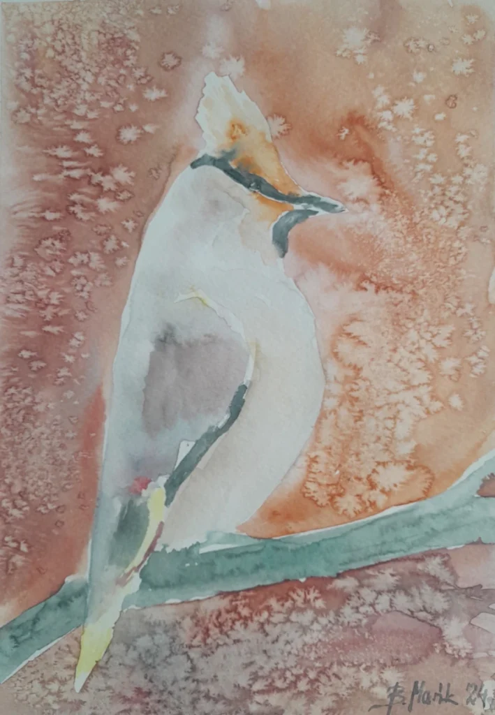 akwarela Jemiołuszka, 2024 Bożena Mańk