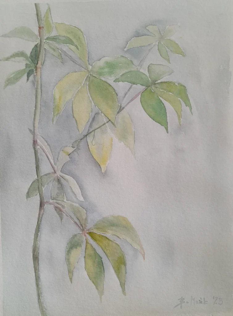 Dzikie wino wiosną, 2023 Bożena Mańk