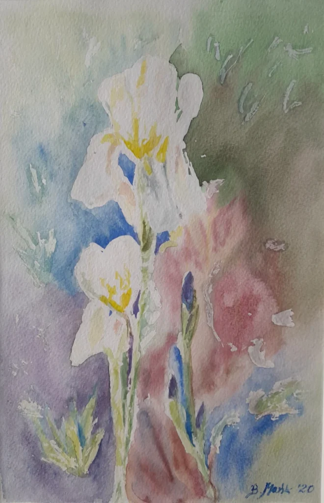 Białe irysy 2021, 30x21/50x40, akwarela